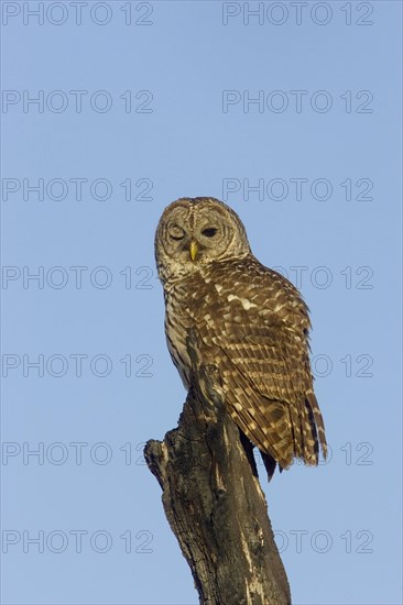 Barred Owl