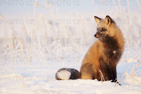 American red fox