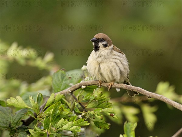 Eurasian tree sparrow