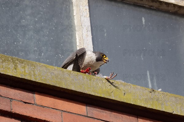 Peregrine Falcon