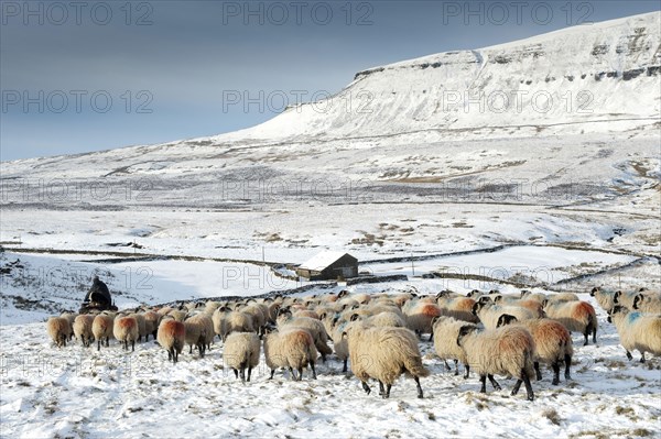 Domestic Sheep