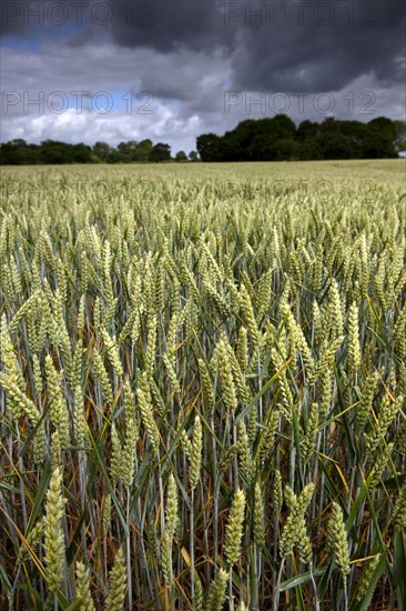 Wheat