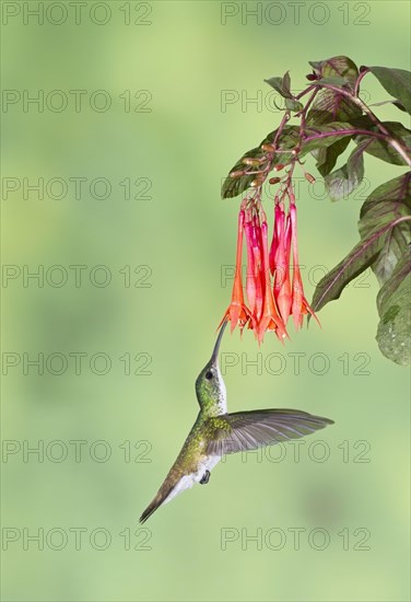 Andean Emerald