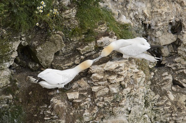 Northern Gannet