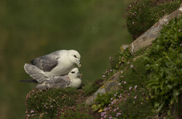 Northern fulmar