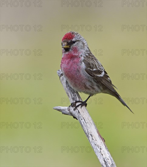 Common Redpoll