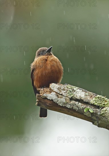 Cliff Flycatcher