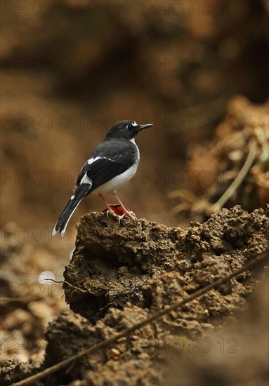 Sunda Forktail