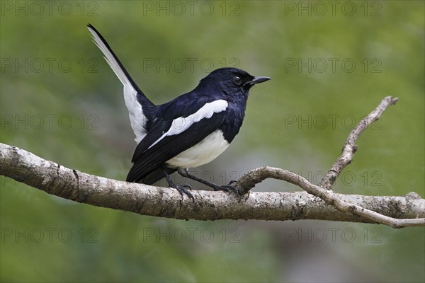 Oriental Magpie-robin