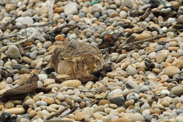 European Hare