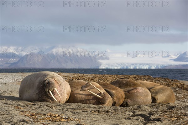 Atlantic Walrus