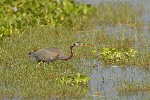 Purple Heron