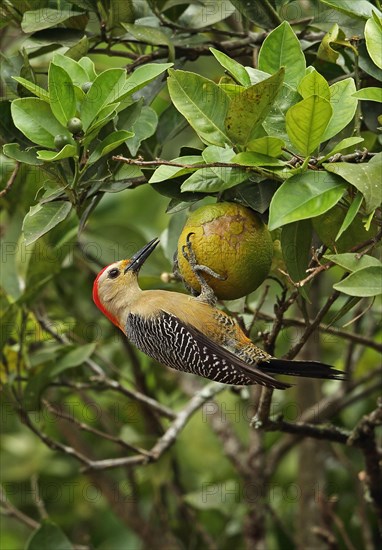 Velasquez woodpecker