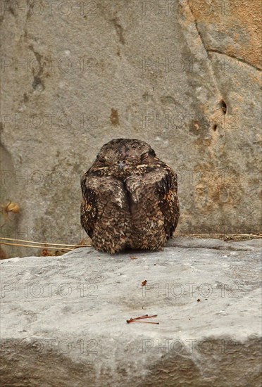 Grey Nightjar