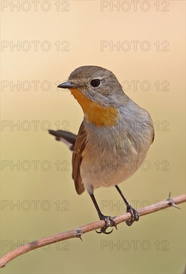 Taiga Flycatcher