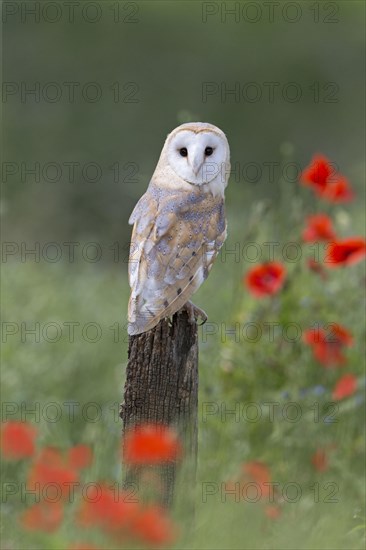 Common barn owl