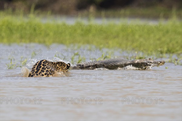 South american jaguar