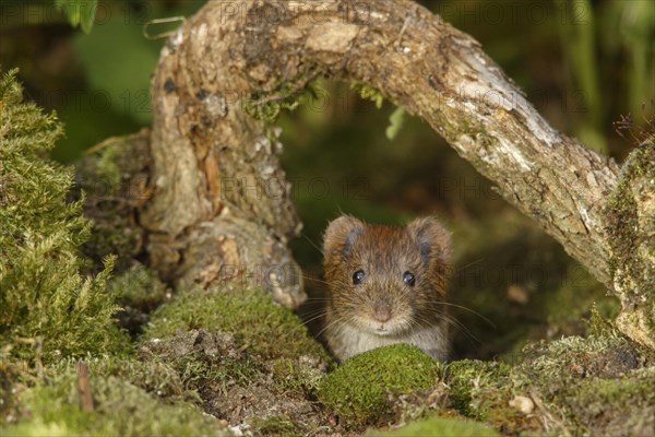 Bank voles