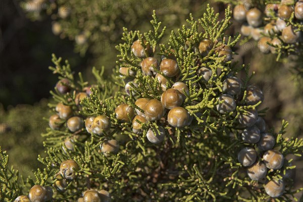 Phoenician juniper