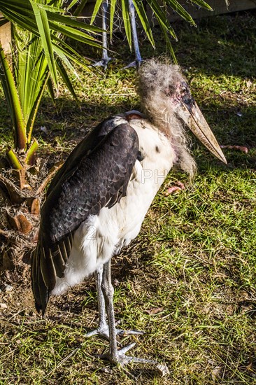 Marabou stork