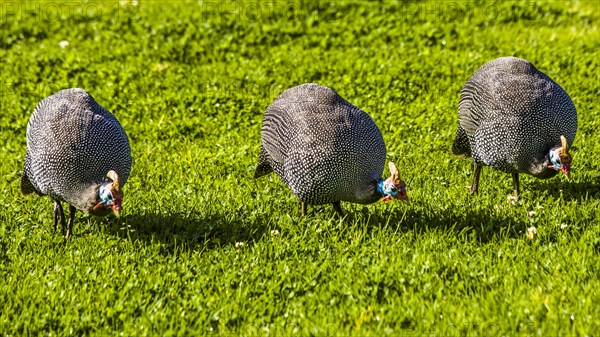 Guineafowls