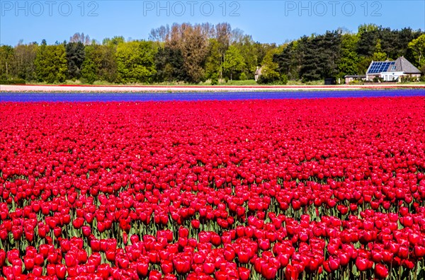 Flowering tulip fields