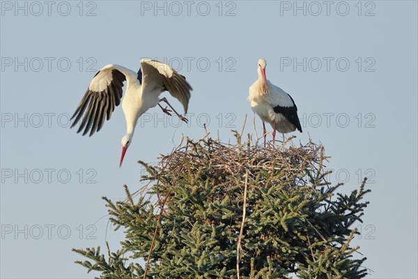 Maennlicher Weissstorch fliegt fuer die Suche nach Nestmaterial aus der Baumkrone