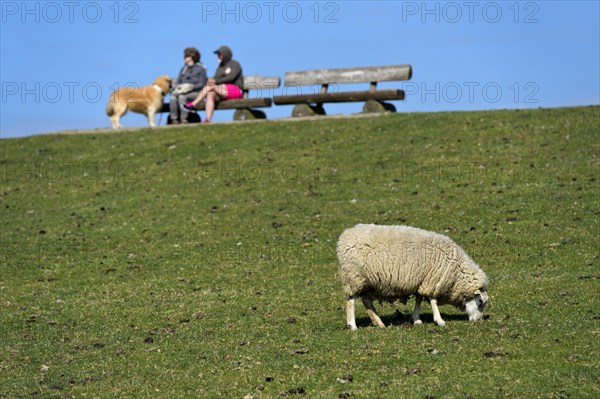 Texelschaf weidet auf dem Westerhever Deich vor einer Bank mit zwei Personen und einem Hund