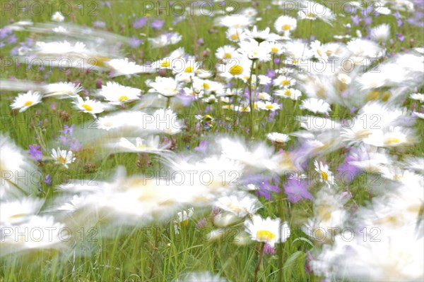 Blur experiment on a flowering meadow in summer