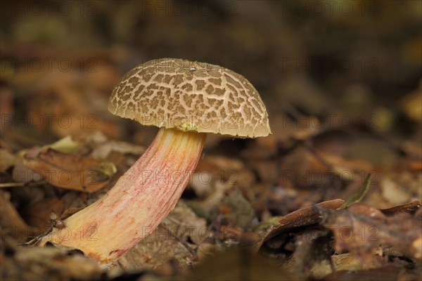 Red-legged boletus