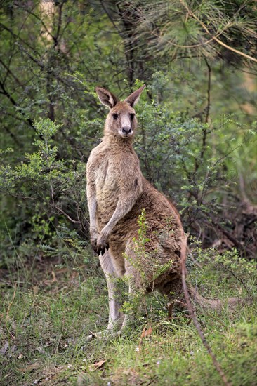 Eastern grey kangaroo