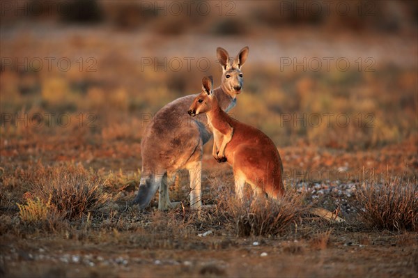 Red Kangaroo