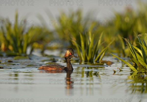 Black-necked Grebe