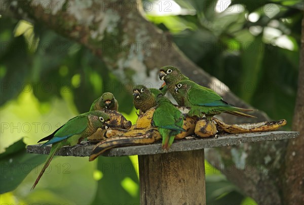 Flock of chestnut-bellied parakeets