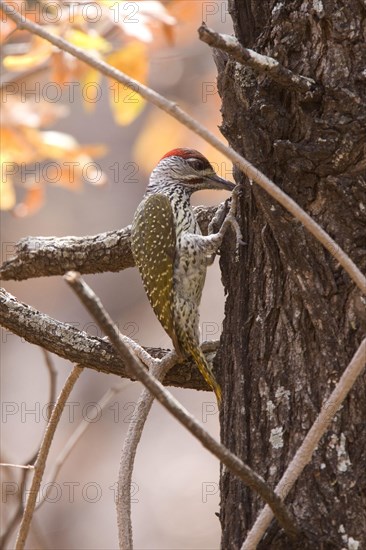 Golden-tailed woodpecker