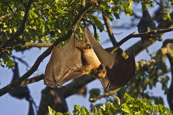 Indian giant flying fox