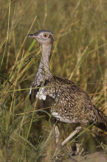 Red Crested Bustard