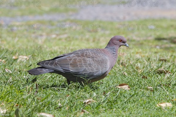 Picazuro pigeon