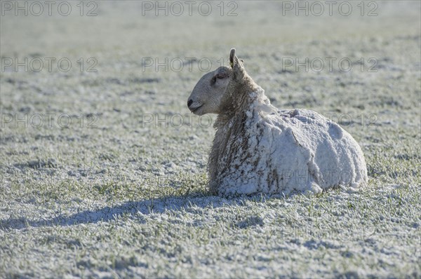 Domestic sheep