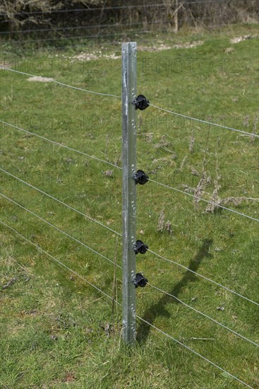 New electric fence with galvanised steep posts and insulators on pasture with sheep