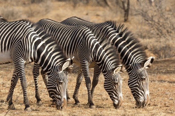 Grevy's grevy's zebra