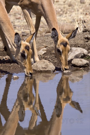 Impala