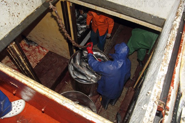 Tuna fisherman with catch in the hold of the boat