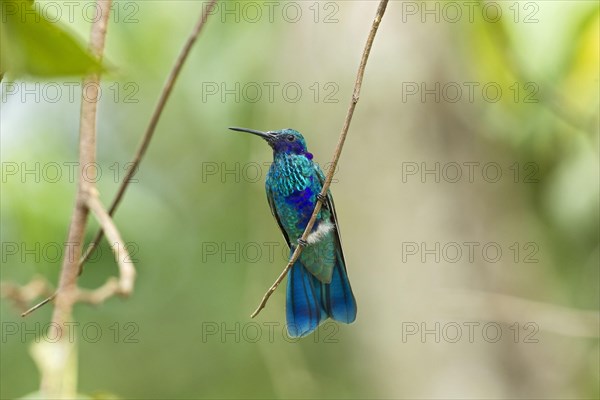 Sparkling Violet-ear