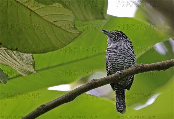 Fasciated Antshrike