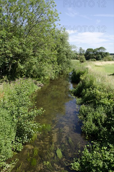 Chalk stream habitat