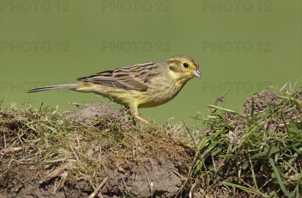 Yellowhammer