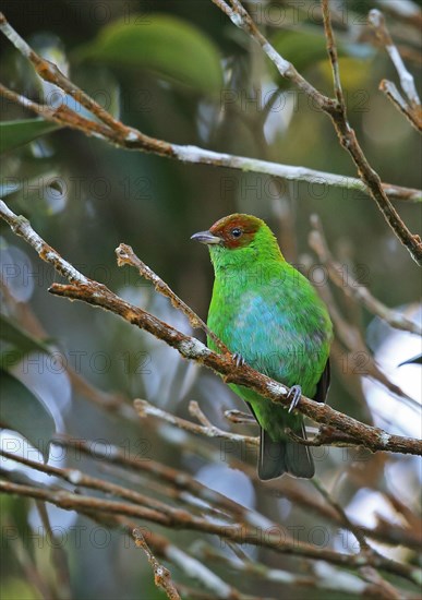 Red-winged Tanager