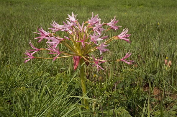 Natal Candelabra Flower