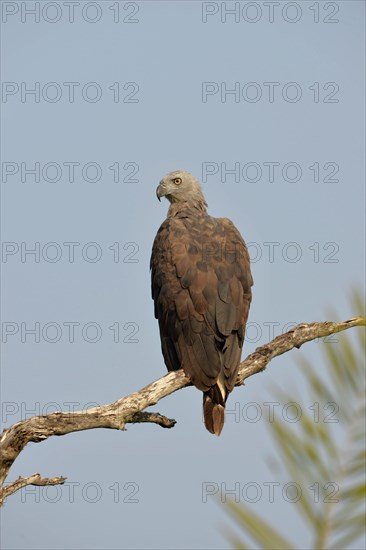 Grey-headed fish-eagle